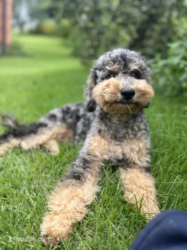 Falkner – Miniature Goldendoodle puppy for sale in West Haven, CT