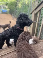 Scarlet, a female Goldendoodle for sale in West Haven, CT – 9 of 10