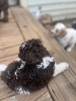 Bear, a male Miniature Goldendoodle for sale in West Haven, CT – 4 of 10