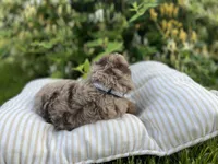 Alexander, a male Miniature Goldendoodle for sale in West Haven, CT – 10 of 10