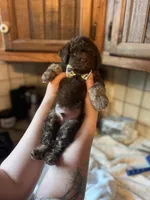 Byron, a male Miniature Goldendoodle for sale in West Haven, CT – 3 of 10