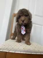 John - large mini, a male Miniature Goldendoodle for sale in West Haven, CT – 6 of 10