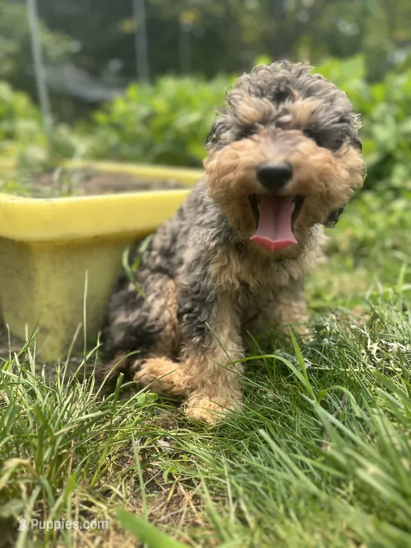 Falkner – Miniature Goldendoodle puppy for sale in West Haven, CT