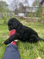 Valentino, a male Goldendoodle for sale in West Haven, CT – Photo 5 of 10