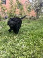 Valentino, a male Goldendoodle for sale in West Haven, CT – Photo 6 of 10