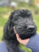 Valentino, a male Goldendoodle for sale in West Haven, CT – Photo 2 of 10