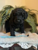 Valentino, a male Goldendoodle for sale in West Haven, CT – Photo 6 of 10