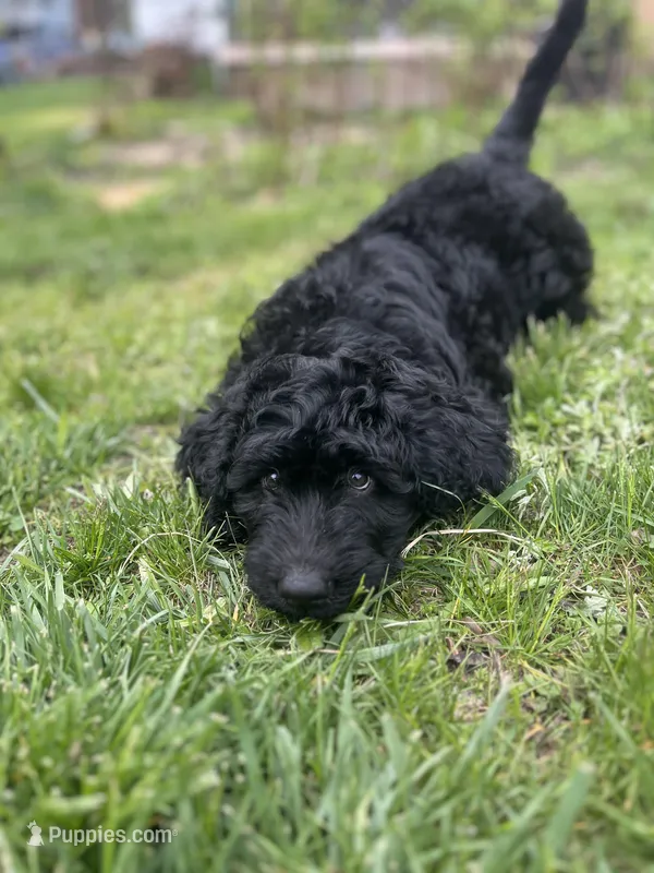 Valentino – Goldendoodle puppy for sale in West Haven, CT