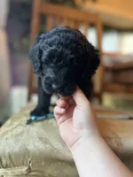Valentino, a male Goldendoodle for sale in West Haven, CT – Photo 5 of 10