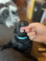 Valentino, a male Goldendoodle for sale in West Haven, CT – Photo 3 of 10