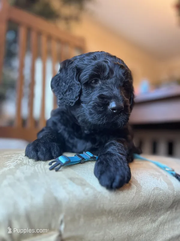 Valentino – Goldendoodle puppy for sale in West Haven, CT