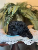 Valentino, a male Goldendoodle for sale in West Haven, CT – Photo 4 of 10