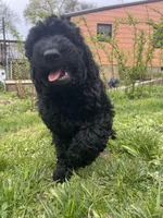 Valentino, a male Goldendoodle for sale in West Haven, CT – Photo 10 of 10