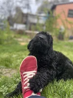 Valentino, a male Goldendoodle for sale in West Haven, CT – Photo 3 of 10