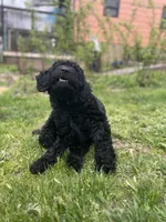 Valentino, a male Goldendoodle for sale in West Haven, CT – Photo 8 of 10