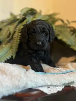 Valentino, a male Goldendoodle for sale in West Haven, CT – Photo 2 of 10