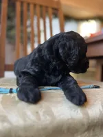 Valentino, a male Goldendoodle for sale in West Haven, CT – Photo 8 of 10