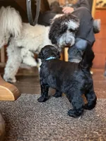 Valentino, a male Goldendoodle for sale in West Haven, CT – Photo 9 of 10