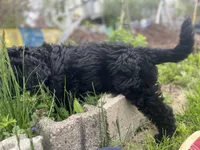 Valentino, a male Goldendoodle for sale in West Haven, CT – Photo 7 of 10