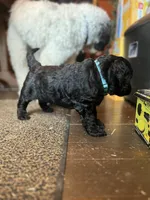 Valentino, a male Goldendoodle for sale in West Haven, CT – Photo 10 of 10