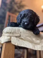 Valentino, a male Goldendoodle for sale in West Haven, CT – Photo 7 of 10
