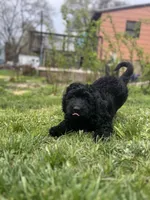 Valentino, a male Goldendoodle for sale in West Haven, CT – Photo 4 of 10