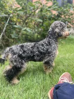Falkner LOVES kids, a male Miniature Goldendoodle for sale in West Haven, CT – 2 of 10