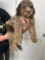 Red, a male Miniature Goldendoodle for sale in West Haven, CT – 2 of 10