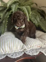 Byron, a male Miniature Goldendoodle for sale in West Haven, CT – 4 of 10