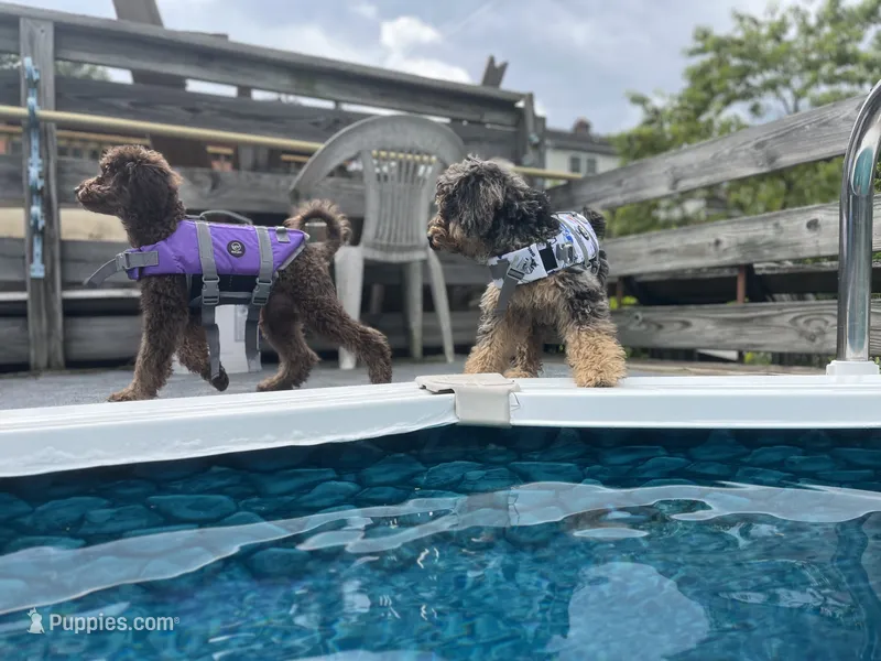 Byron – Miniature Goldendoodle puppy for sale in West Haven, CT