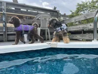 Byron, a male Miniature Goldendoodle for sale in West Haven, CT – 6 of 10