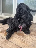 Scarlet, a female Goldendoodle for sale in West Haven, CT – 2 of 10