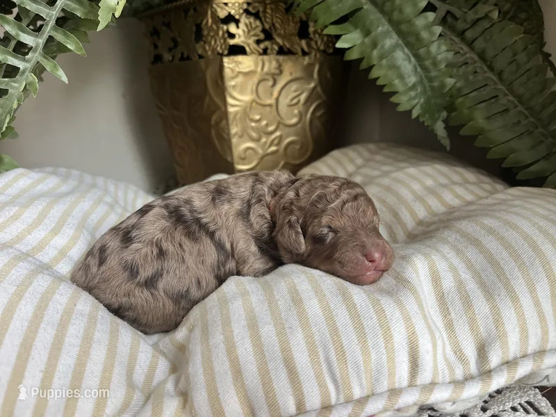 John - large mini – Miniature Goldendoodle puppy for sale in West Haven, CT