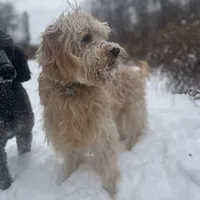 Jethro - F1, a male Goldendoodle for sale in West Haven, CT – Photo 7 of 10