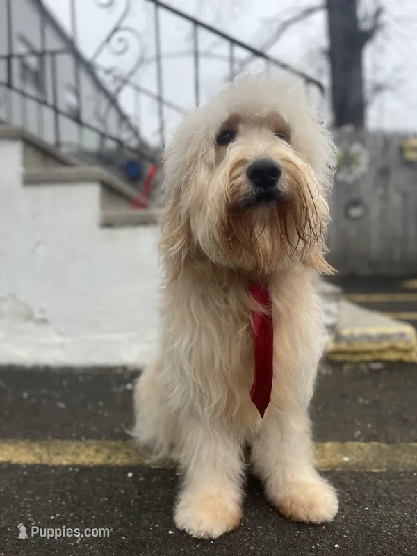 Jethro - F1 – Goldendoodle puppy for sale in West Haven, CT