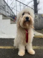 Jethro - F1, a male Goldendoodle for sale in West Haven, CT – 1 of 10