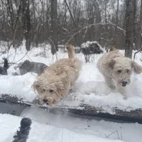 Jethro - F1, a male Goldendoodle for sale in West Haven, CT – Photo 10 of 10