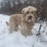 Jethro - F1, a male Goldendoodle for sale in West Haven, CT – Photo 1 of 10