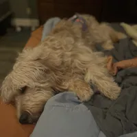 Jethro - F1, a male Goldendoodle for sale in West Haven, CT – Photo 8 of 10