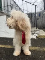 Jethro - F1, a male Goldendoodle for sale in West Haven, CT – 4 of 10
