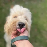 Jethro - F1, a male Goldendoodle for sale in West Haven, CT – Photo 5 of 10