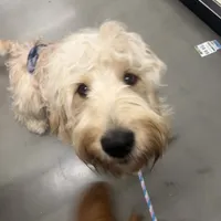 Jethro - F1, a male Goldendoodle for sale in West Haven, CT – Photo 9 of 10