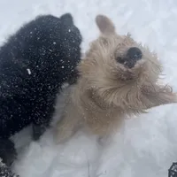 Jethro - F1, a male Goldendoodle for sale in West Haven, CT – Photo 6 of 10