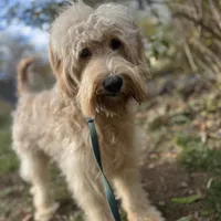 Jethro - F1, a male Goldendoodle for sale in West Haven, CT – Photo 2 of 10