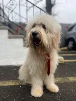 Jethro - F1, a male Goldendoodle for sale in West Haven, CT – 10 of 10