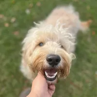 Jethro - F1, a male Goldendoodle for sale in West Haven, CT – Photo 3 of 10