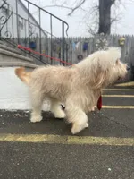 Jethro - F1, a male Goldendoodle for sale in West Haven, CT – 2 of 10