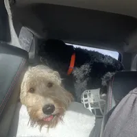 Jethro - F1, a male Goldendoodle for sale in West Haven, CT – Photo 4 of 10