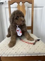 John - large mini, a male Miniature Goldendoodle for sale in West Haven, CT – 5 of 10