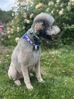 Loki - Neutered, a male Goldendoodle for sale in West Haven, CT – 10 of 10